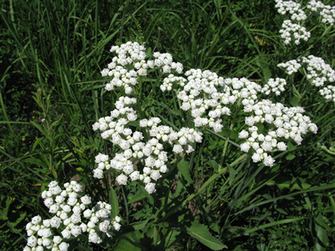 Pasrthenium intehrifolium